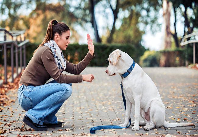Is your dog nervous around rain, loud noises, or new environments? Discover a powerful, real-world training approach that builds true confidence in dogs—without overprotecting or reinforcing fear. Learn how small daily challenges can transform your dog’s mindset and help them thrive in any situation.