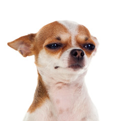 Chihuahua dog cute portrait