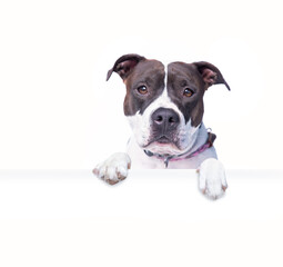 White Pitbull puppy portrait