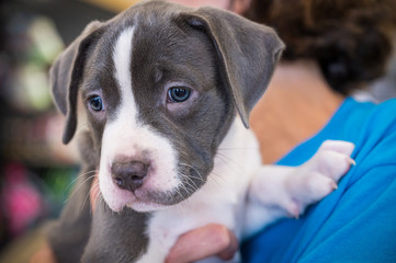 White Pitbull puppy portrait
