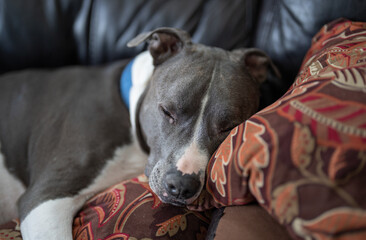 White Pitbull puppy portrait