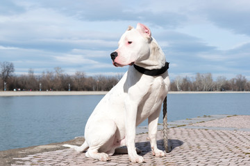 White Pitbull puppy portrait