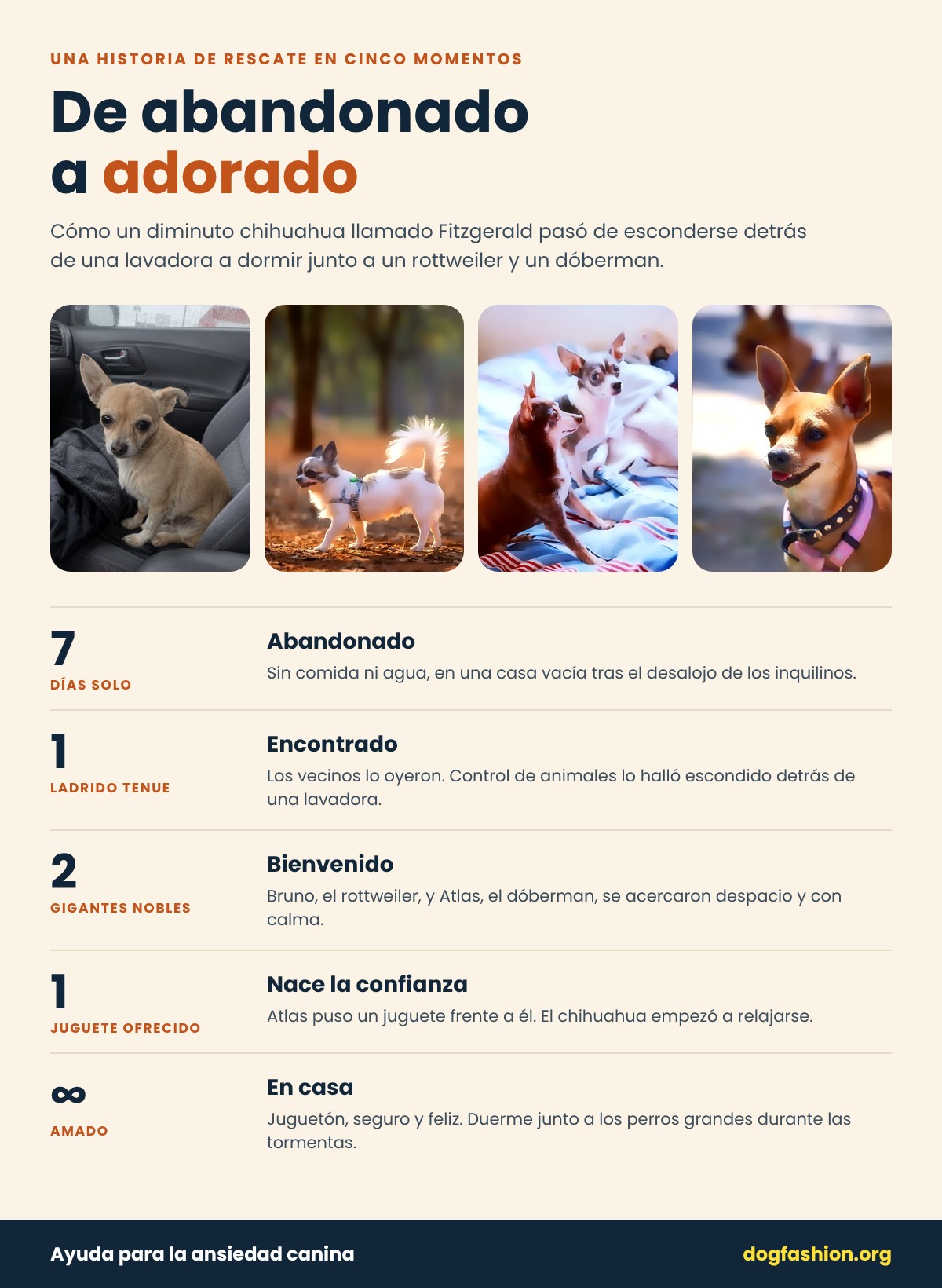 Infografía: la historia de rescate de Fitzgerald, el chihuahua abandonado