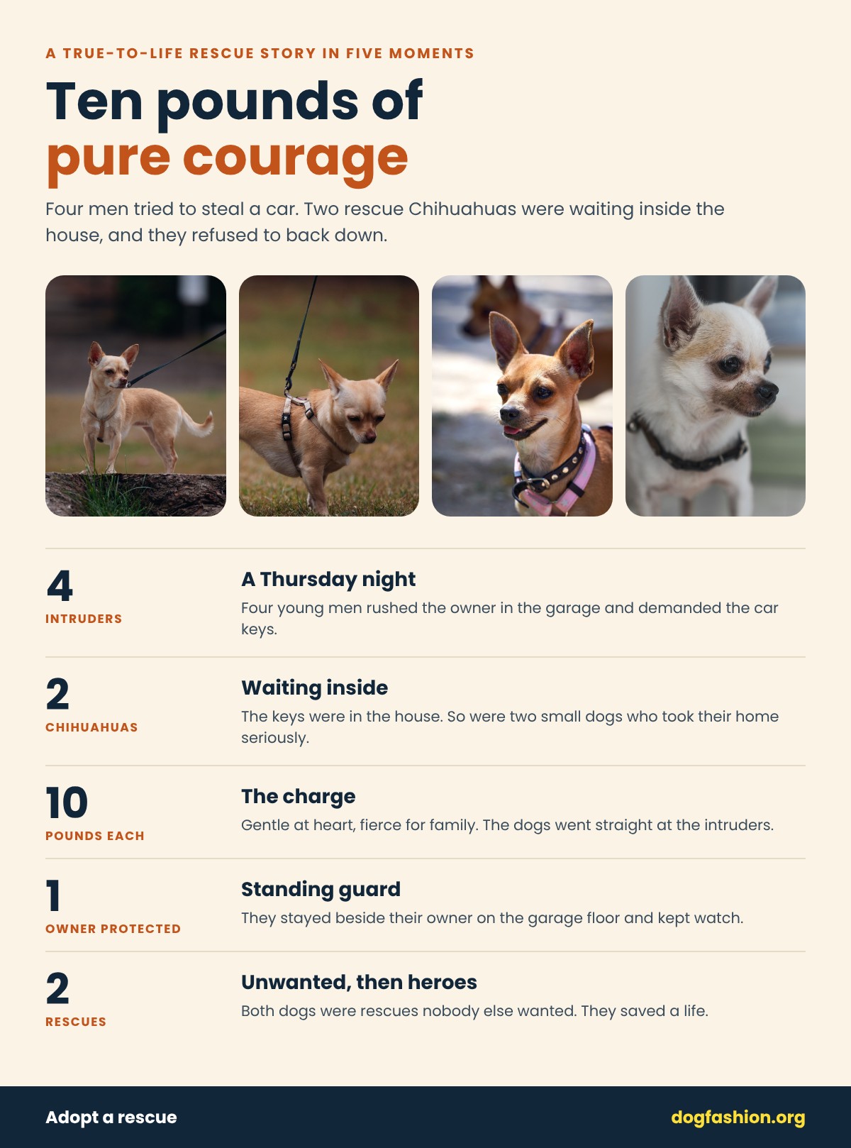 Infographic: two rescue Chihuahuas who stopped a carjacking, in five moments